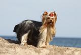 YORKSHIRE TERRIER 307